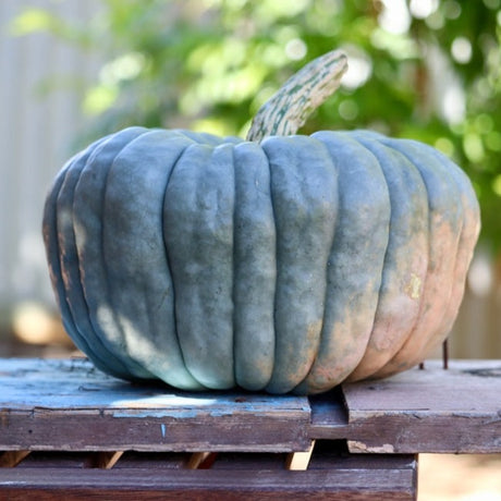 Squash (Winter) - Queensland Blue - SeedsNow.com