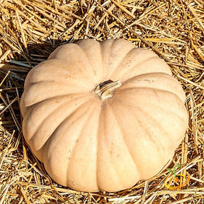 Buy Long Island Cheese Winter Squash seeds online from the USA now!