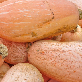 Buy Pink Jumbo Banana Winter Squash seeds online from the USA now!