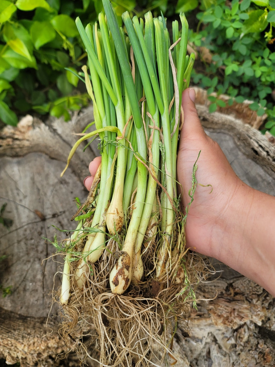 Yellow Sweet Spanish onion transplants from SeedsNow-Bulb-Onion, long day onion sets for planting in the garden.