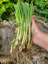 Yellow Sweet Spanish onion transplants from SeedsNow-Bulb-Onion, long day onion sets for planting in the garden.