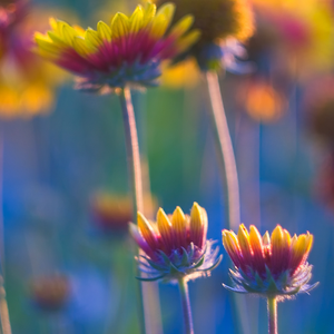 Wildflowers - Coneflower Scatter Garden Seed Mix - SeedsNow.com