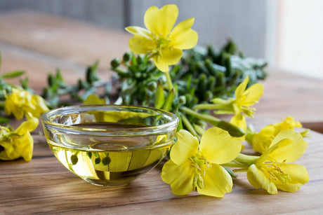 Close-up of yellow evening primrose flowers and green leaves, showing vibrant blooms of SeedsNow-Flowers Evening Primrose seeds.