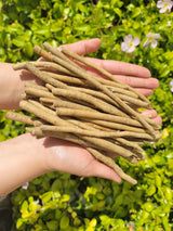 Horseradish Root, Big Top - SeedsNow.com