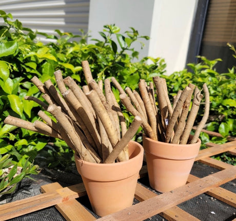 Fresh big top horseradish root from SeedsNow-Horseradish, showing large, earthy roots ideal for culinary use.