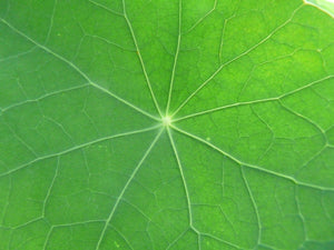 Nasturtium - Whirlybird - SeedsNow.com