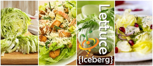 Lettuce - Iceberg.