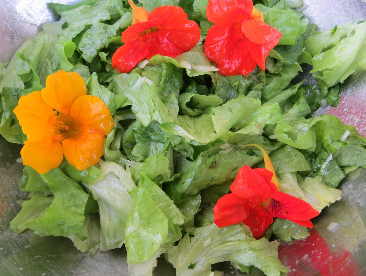 Nasturtium - Tall Trailing Mix - SeedsNow.com