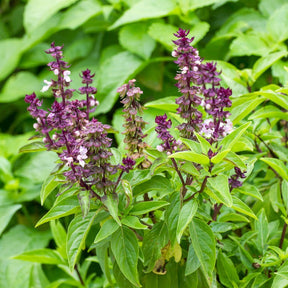 Close-up of basil Licorice seeds in small containers, showing their dark, textured appearance for planting or gardening.