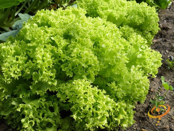 Lettuce - Lollo Bionda.