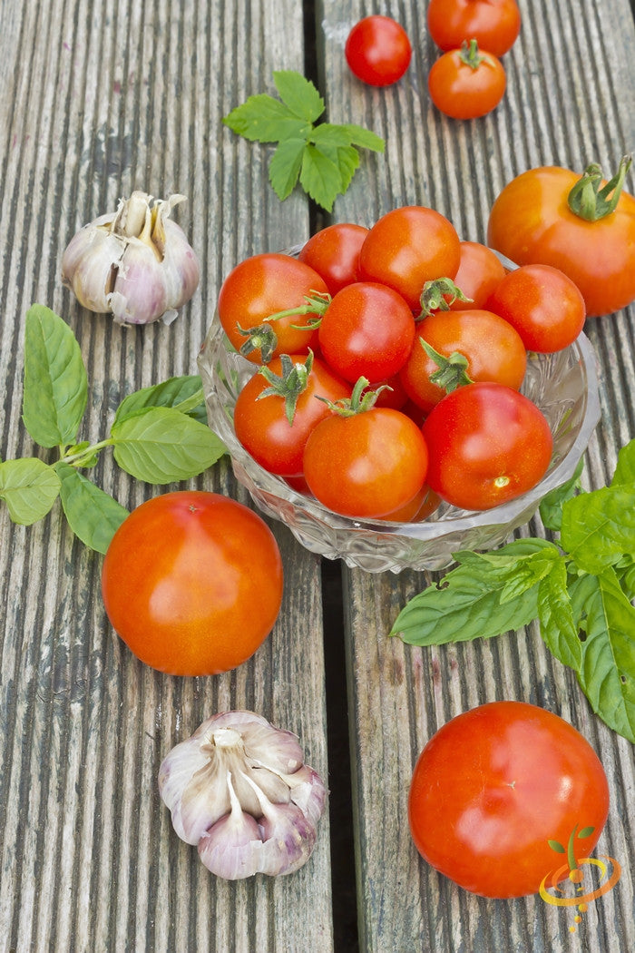 Tomato - Abraham (Abe) Lincoln (Indeterminate) - SeedsNow.com