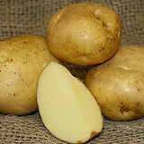 Organic yellow Finn potato seed from SeedsNow-Potatoes, showing round, yellow-skinned late-season potato for planting.